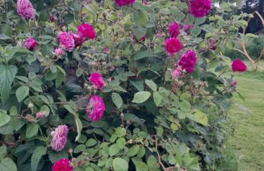 Gîtes à l'ombre des chênes - Foto 78