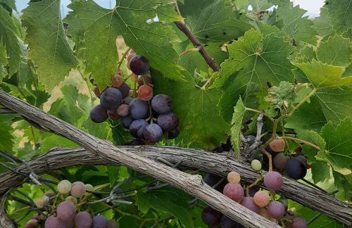 Αρχοντικό Παπανικολάου - Foto 63