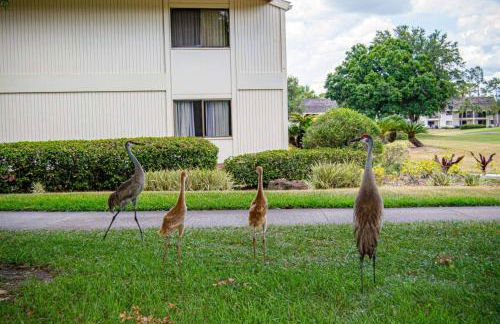 Newly Listed! 20 Percent Off! Golf and Tennis Community Retreat - Foto 8