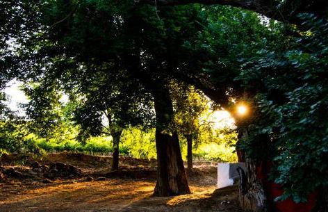 Bodega Boutique Finca Buytrón - Foto 25