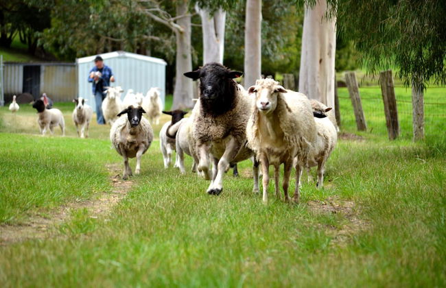 Diamond Forest Farm Stay - Foto 25