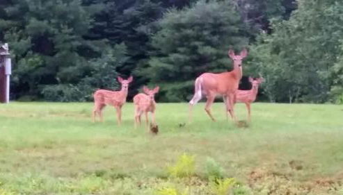 Spacious Ranch-Style Retreat with Private Deck, Nestled in Nature Near Acadia, Hancock Maine - Foto 4
