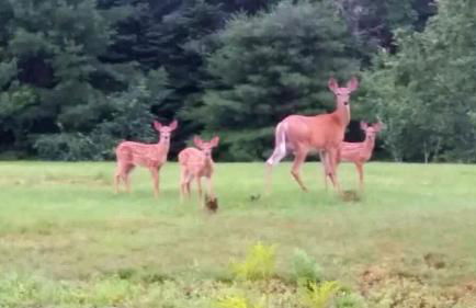 Spacious Ranch-Style Retreat with Private Deck, Nestled in Nature Near Acadia, Hancock Maine - Foto 4