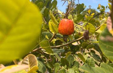 Villa Caju Knots - Photo 44