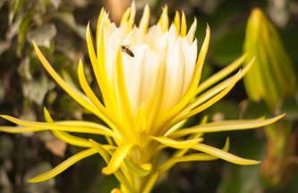 Casa Papaya 1, La Palma - Foto 22