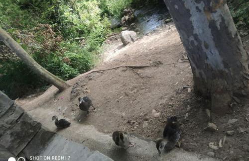 Alojamientos Sierra de Cádiz Benamahoma - Foto 39