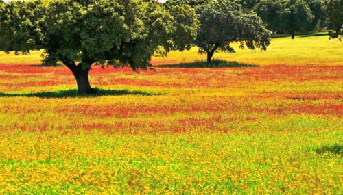 4 Persoons Woning met Zwembad. Rustig gelegen. - Foto 5