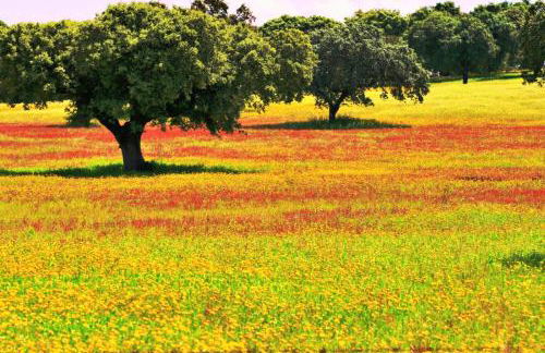 6 Persoons Woning met Zwembad. Rustig gelegen. - Foto 12