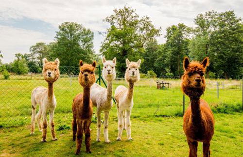 Urlaub mit Alpakas - Foto 30