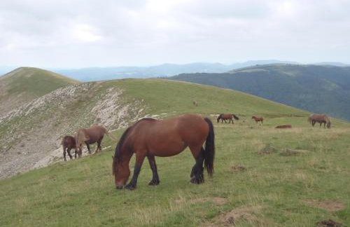 Alojamientos Rurales Apezarena - Foto 44