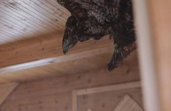 Jodłowa Chata - Foto 13