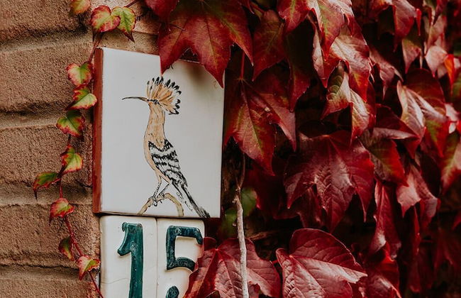 Ginestriccio - Foto 53