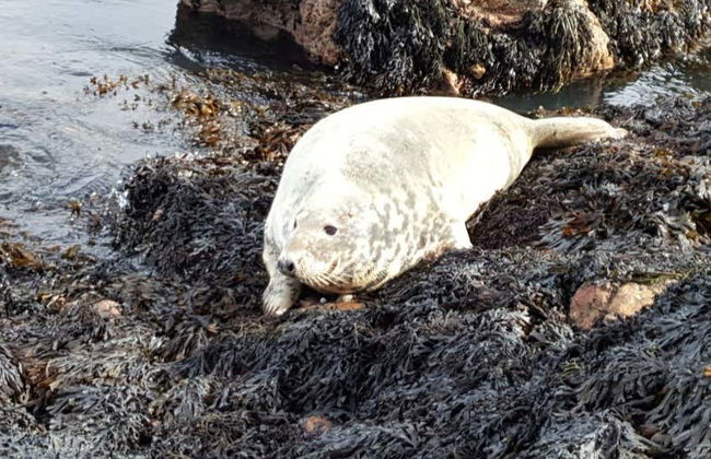 Boat Trip around Howth and Ireland's Eye - Photo 5