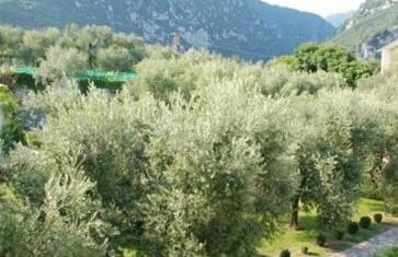 The Olive House, Garden and Pool - Foto 18