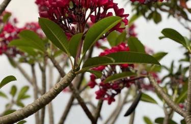 Lindo Sítio Estilo Moderno - Foto 63