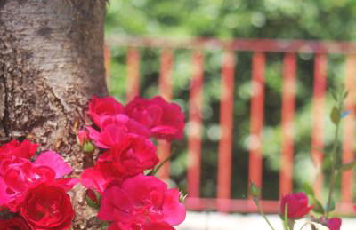 Gerês - Aldeia Turística de Louredo - Foto 48