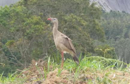 Flat no Vista Azul de frente para a Pedra Azul - Photo 46