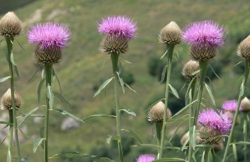 El Refugio de Aran Vielha Aparthotel - Foto 126