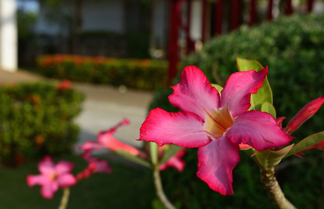 Olivia Resort Homes - Foto 57