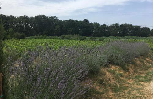 Agriturismo La Casina nel Vigneto - Foto 28