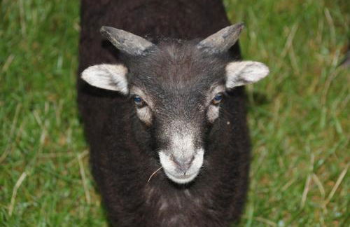 Ferienhof Wernecke Ferienwohnung - Foto 15