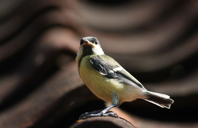 Holiday Home in Geesteren With Roof Terrace,garden Furniture - Photo 79