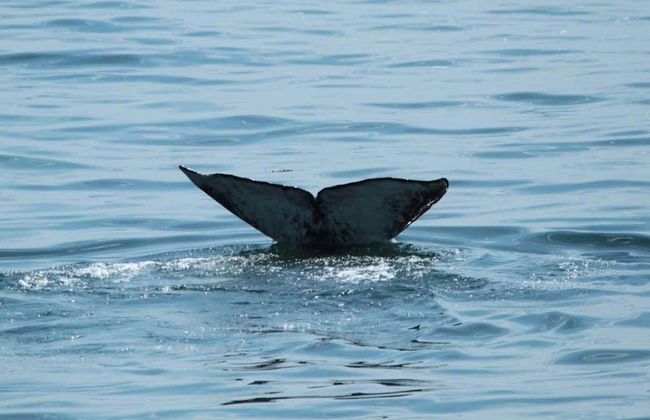 Avistamiento de ballenas en Seattle - Foto 7
