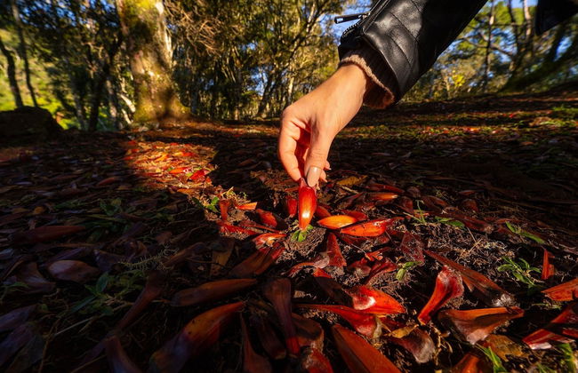 Sítio Mar de Nuvens Chalés de Luxo - Photo 80