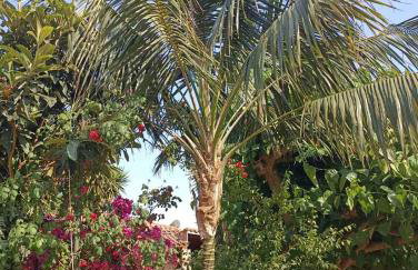 palm-tree - Foto 68