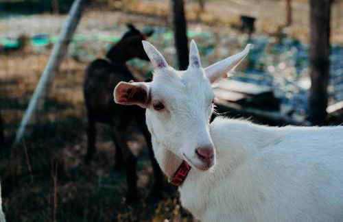 Azienda Agricola Saint Hubert - Foto 73