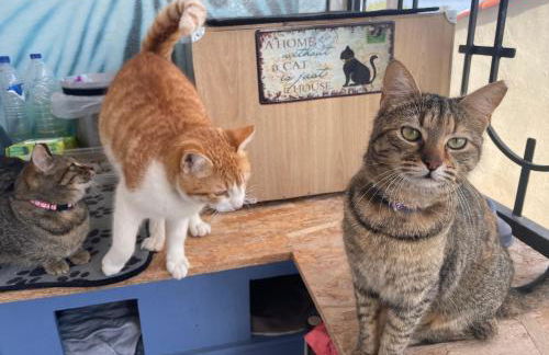 Top Floor Apartments - Photo 27