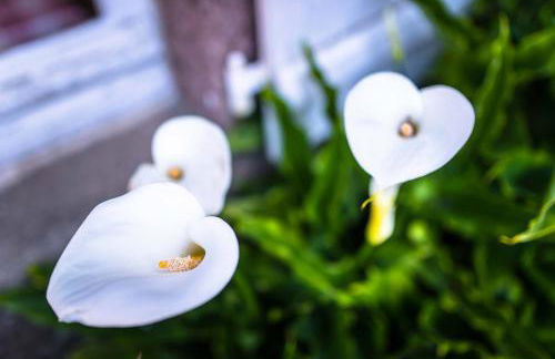 La Maison de la Mer - Vacation home in Normandy - Foto 11