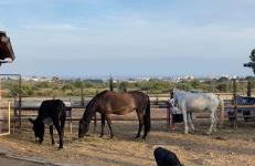 El Maset de Torredembarra - Foto 47