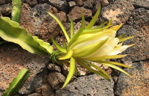 El Caserío de Güime Villa con Piscina Climatizada - Foto 66