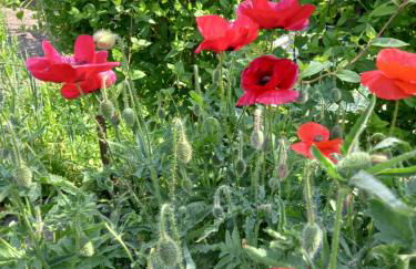 Gîte de la Queune 4 pers - Foto 23