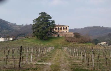 Agriturismo L'Albara - Wines, Pool & SPA - Foto 64