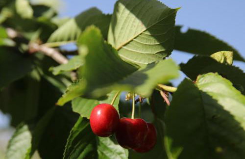 Villa Lidija - Photo 19