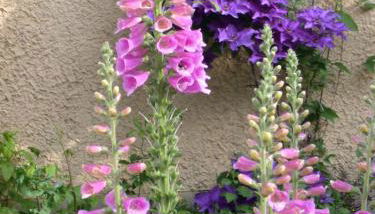 ROSE'S Ferienwohnung - Foto 3