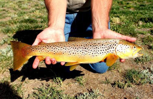 Family Cabin Rental on Beautiful Ranch near Yellowstone National Park, Wyoming - Foto 13