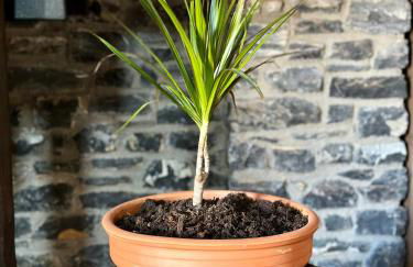 Black Rock Agria - Foto 27