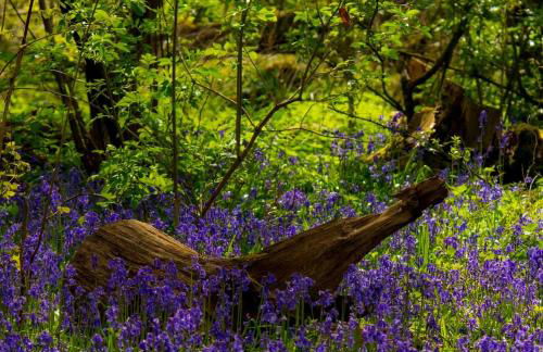 Mulberry Cottage - Photo 34