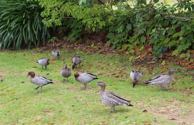Leura Fairways West - Photo 1