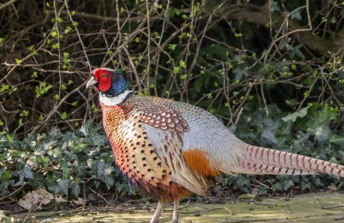 Gordon's View - Foto 30