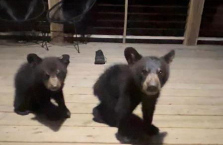 The Toasted Marshmallow 2 Kings Fire Pit Hiking - Foto 47