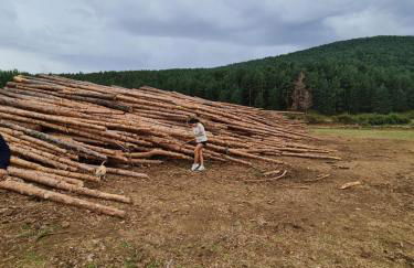 La casa del bosque - Foto 33