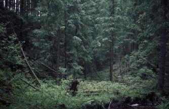 Blickinsfreie - Cabin - Foto 62