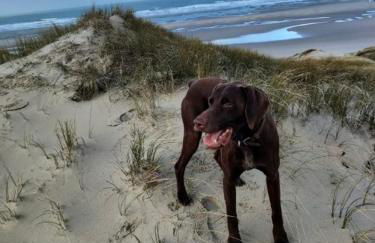 BELLE DUNE Village Vacances face à l'Aquaclub de FORT MAHON - Foto 13