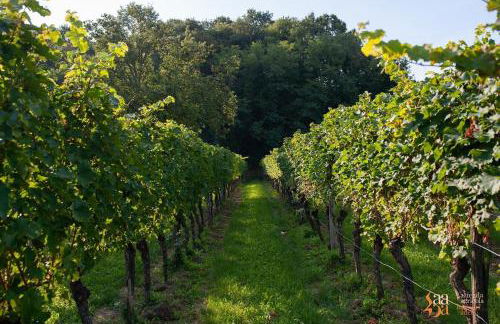 Tenuta Della Casa Wine & Rooms - La Pausa del Collio - Photo 14