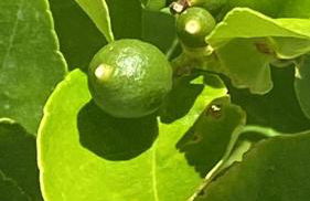 La Paratá Suites Mojácar - Foto 51