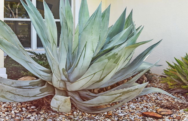 Su Casa - XXL Pool Area Pool Spa 3 Bedroom 2 Bath - Foto 2